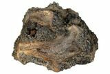 Partial Mammoth Molar - South Carolina #129672-1
